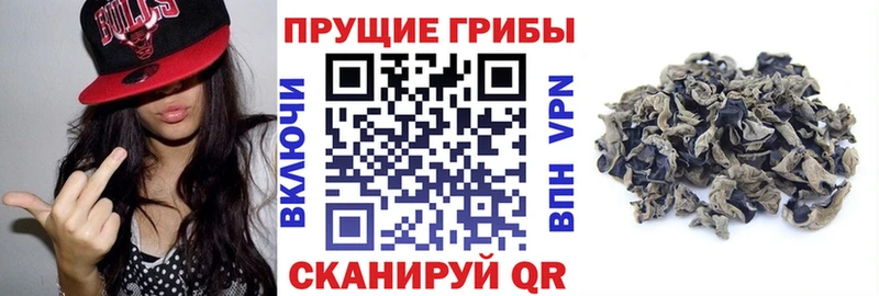 как найти Ясный Галлюциногенные грибы MAGIC MUSHROOMS